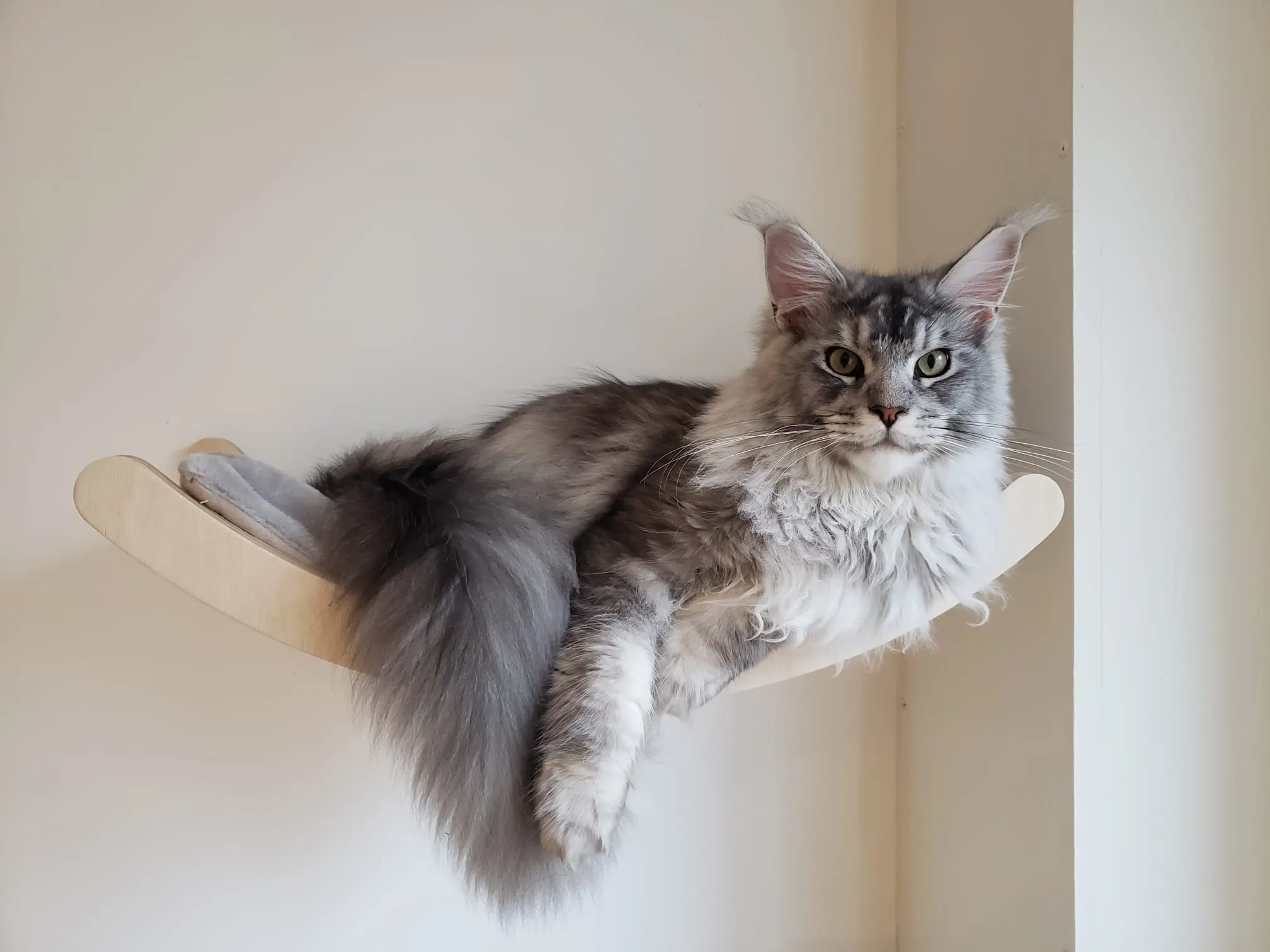 Photo d'Aurèle, Maine Coon